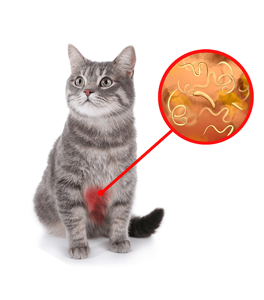 Cat with worms