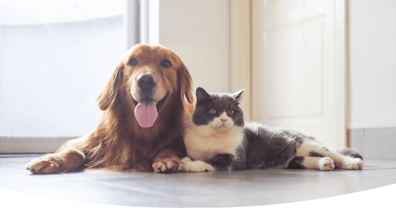 Dog and cat banner image for small animal service