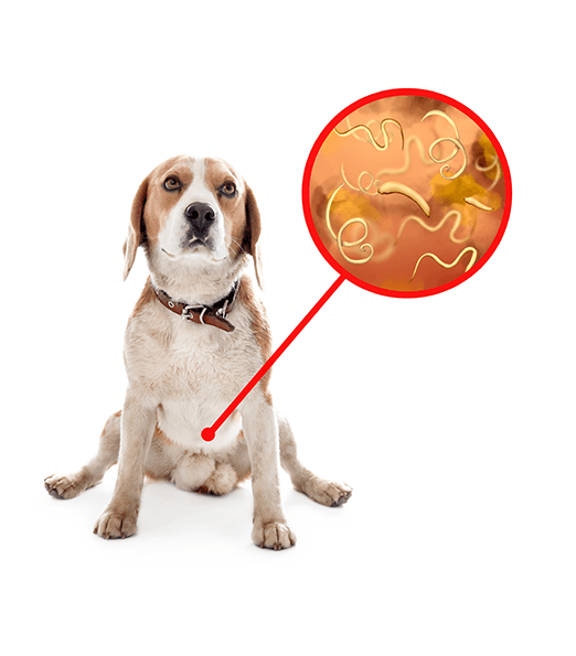 Dog with worms