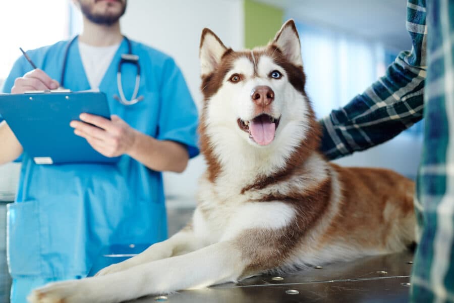 national veterinary services